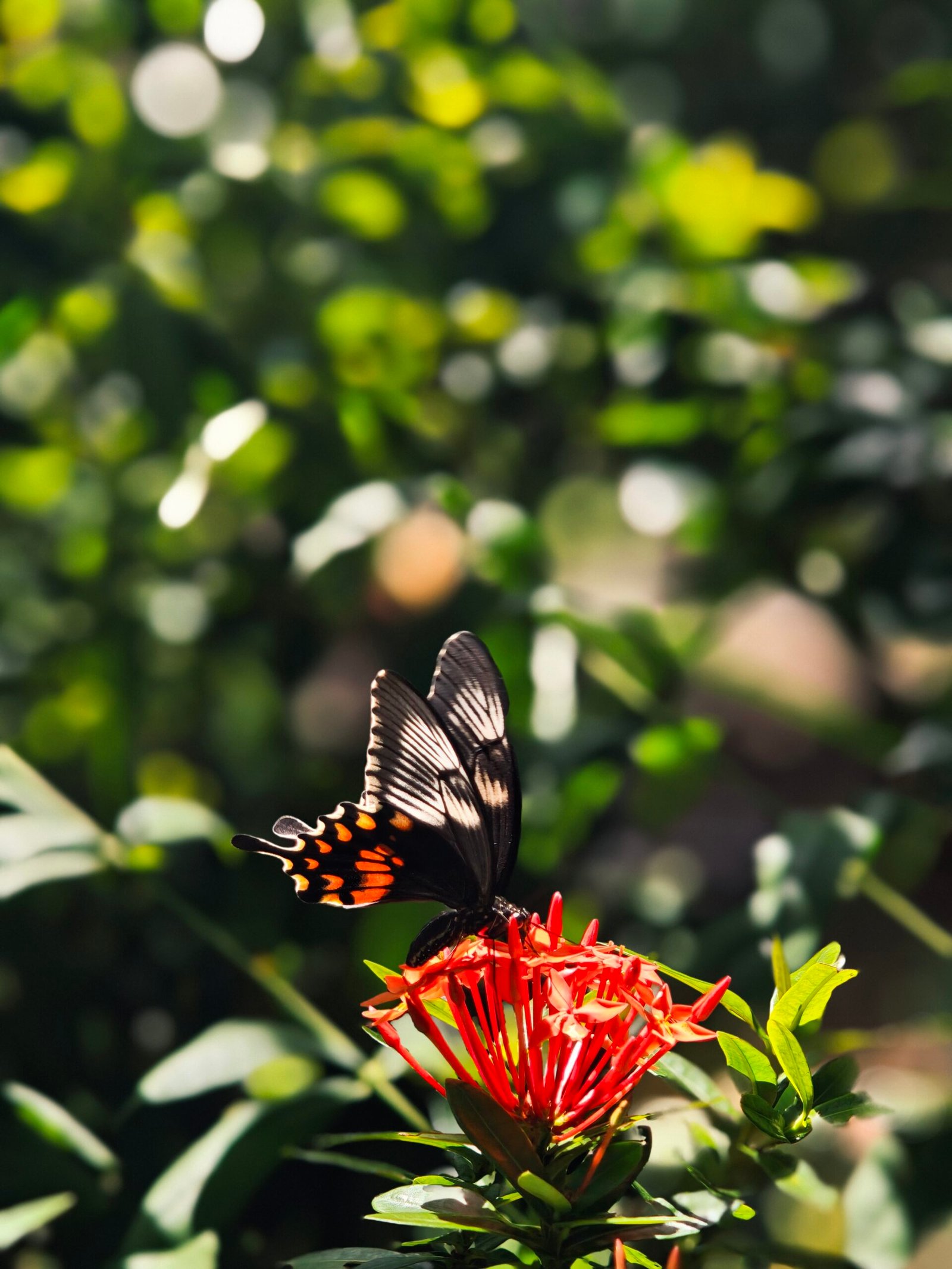 butterfly on a red flower